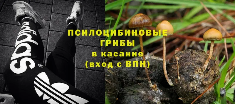 hydra как зайти  Волоколамск  Галлюциногенные грибы Psilocybe 